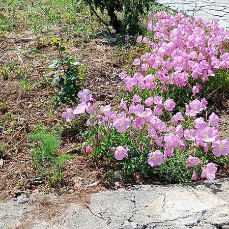 Stefanos Garden